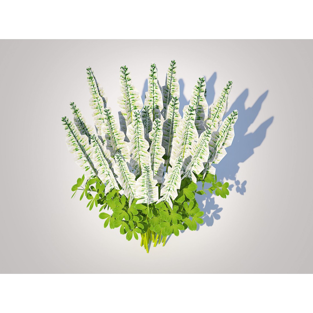 Baptisia australis 3D Model – Ornamental Plant, PBR Textures, FBX - View 4