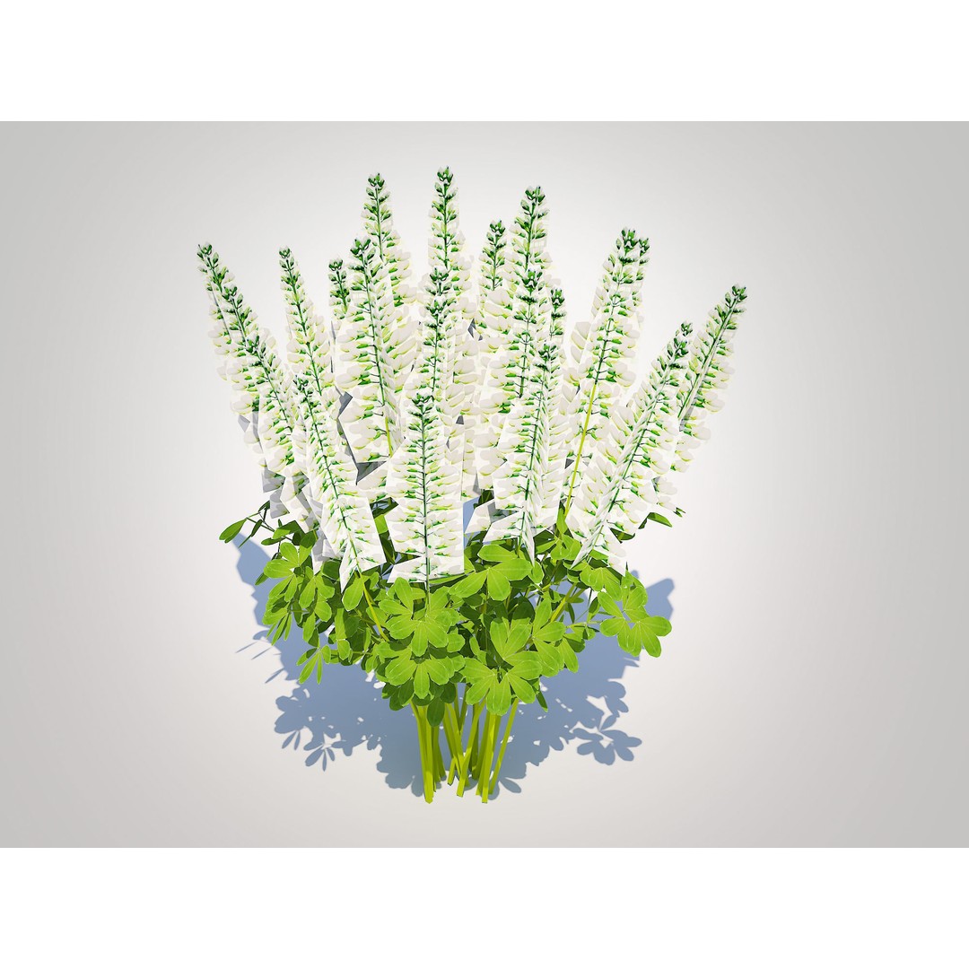 Baptisia australis 3D Model – Ornamental Plant, PBR Textures, FBX - View 5