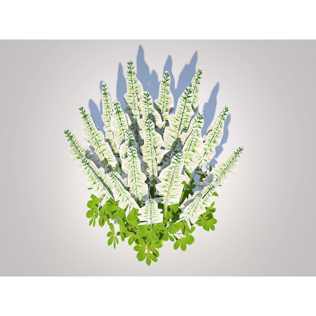 Baptisia australis 3D Model – Ornamental Plant, PBR Textures, FBX - View 6