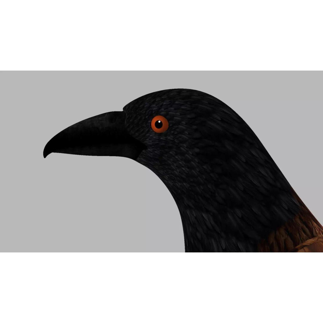 Brown Kokila 3D Model – Realistic Bird Asset with PBR Textures