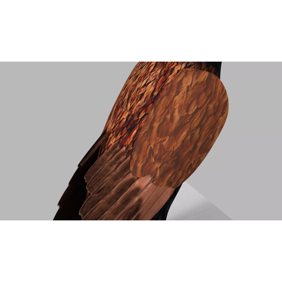 Brown Kokila 3D Model – Realistic Bird Asset with PBR Textures - View 10