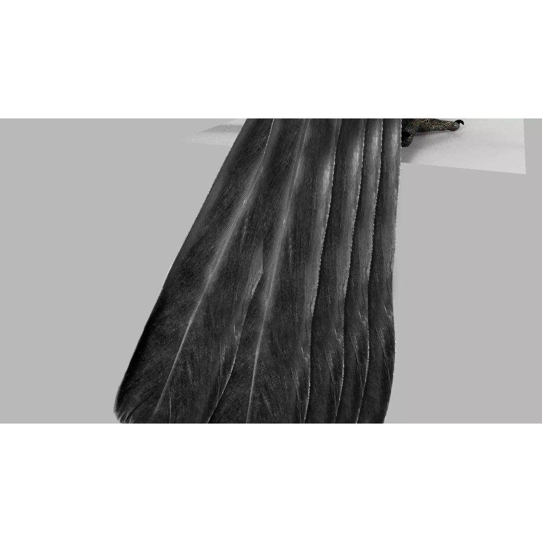 Brown Kokila 3D Model – Realistic Bird Asset with PBR Textures - View 11