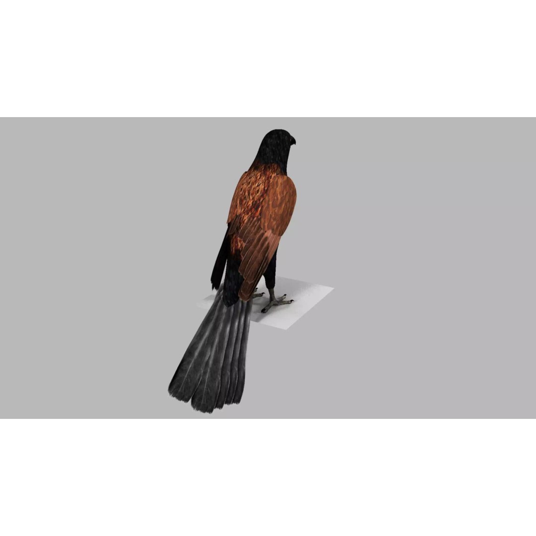 Brown Kokila 3D Model – Realistic Bird Asset with PBR Textures - View 13