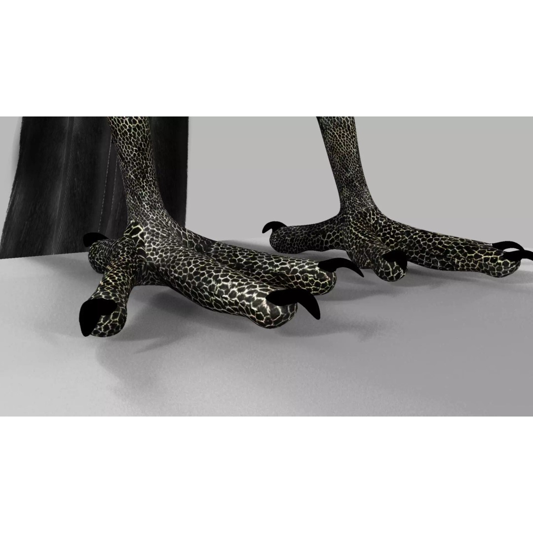Brown Kokila 3D Model – Realistic Bird Asset with PBR Textures - View 15