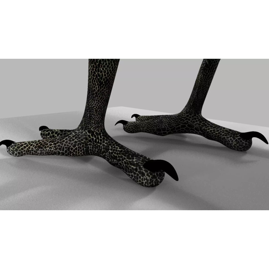 Brown Kokila 3D Model – Realistic Bird Asset with PBR Textures - View 17