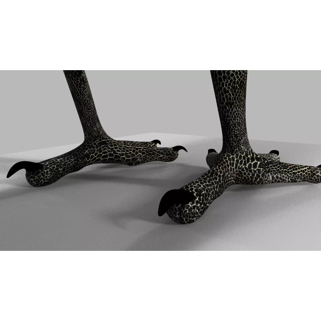 Brown Kokila 3D Model – Realistic Bird Asset with PBR Textures - View 18