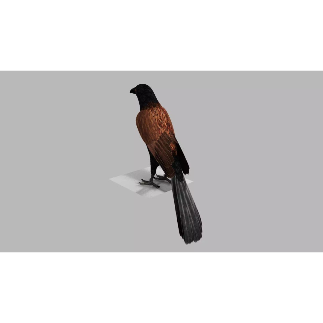 Brown Kokila 3D Model – Realistic Bird Asset with PBR Textures - View 2