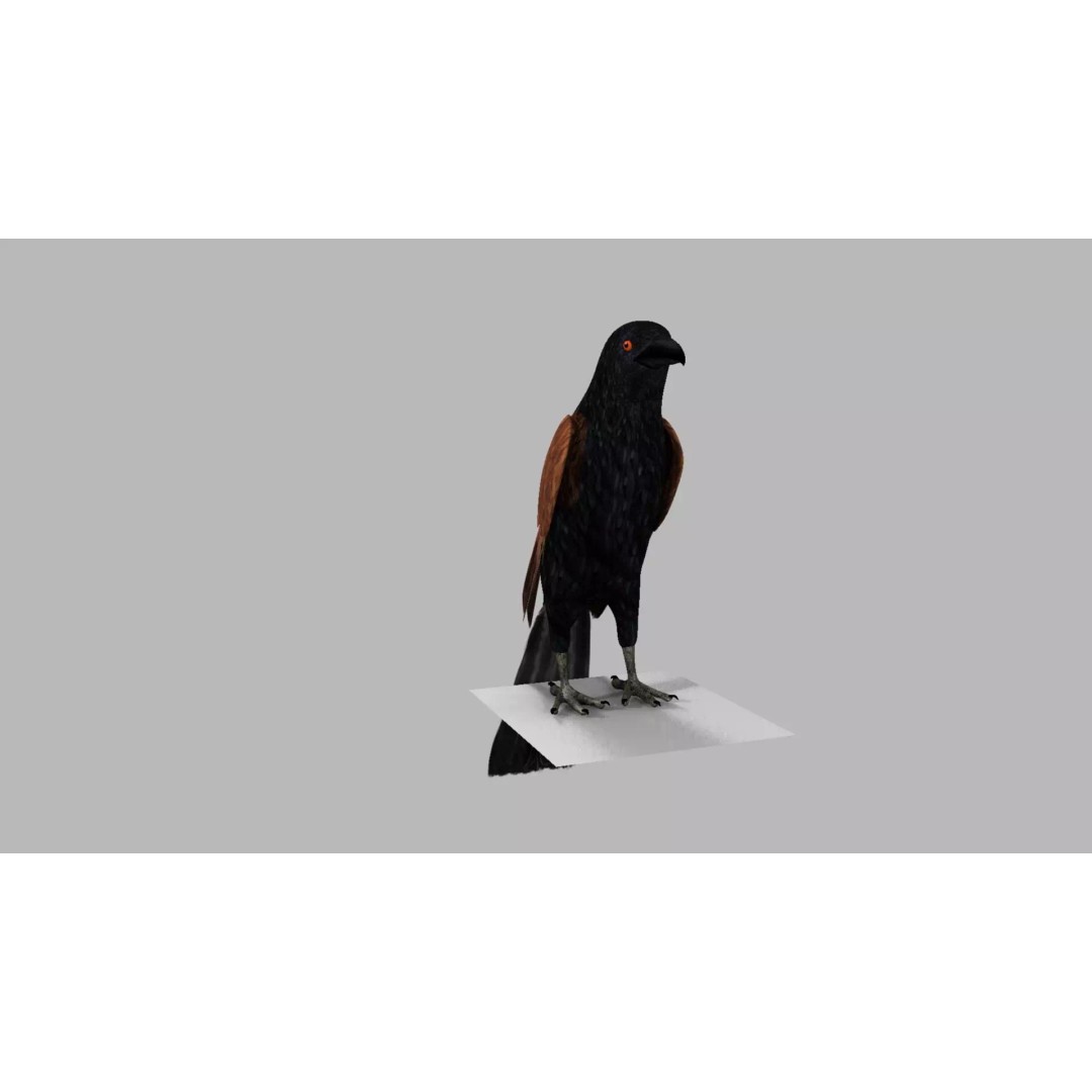 Brown Kokila 3D Model – Realistic Bird Asset with PBR Textures - View 24