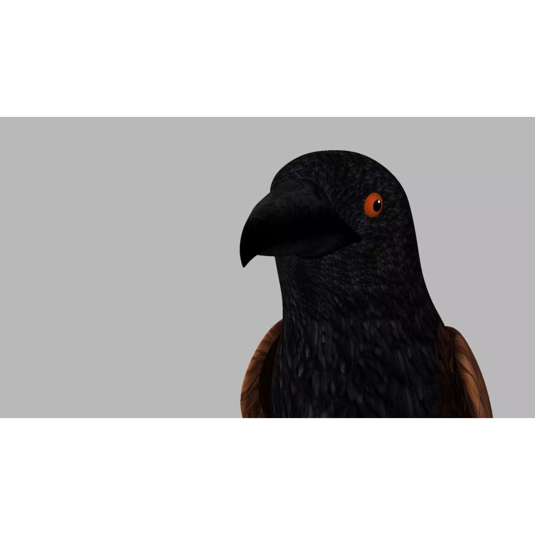 Brown Kokila 3D Model – Realistic Bird Asset with PBR Textures - View 3