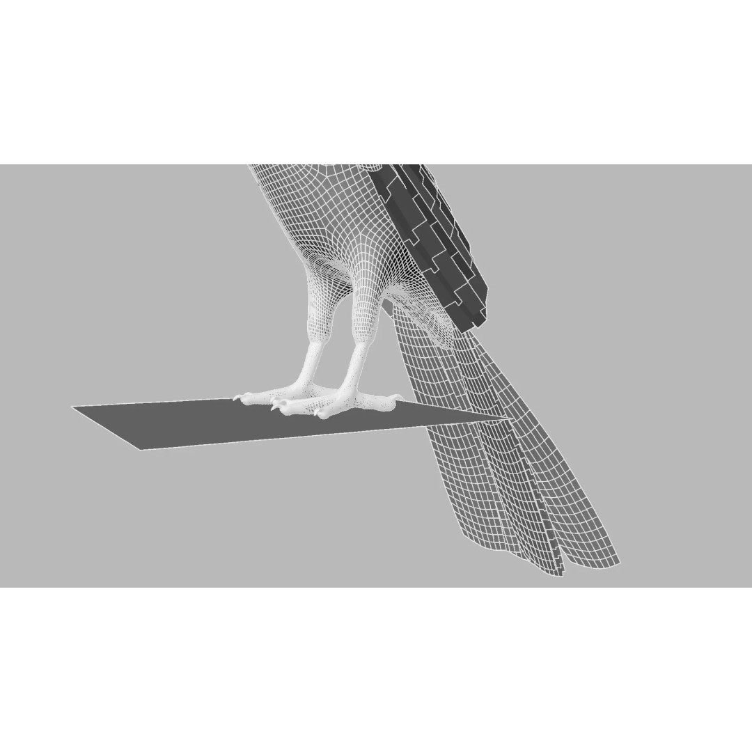 Brown Kokila 3D Model – Realistic Bird Asset with PBR Textures - View 31