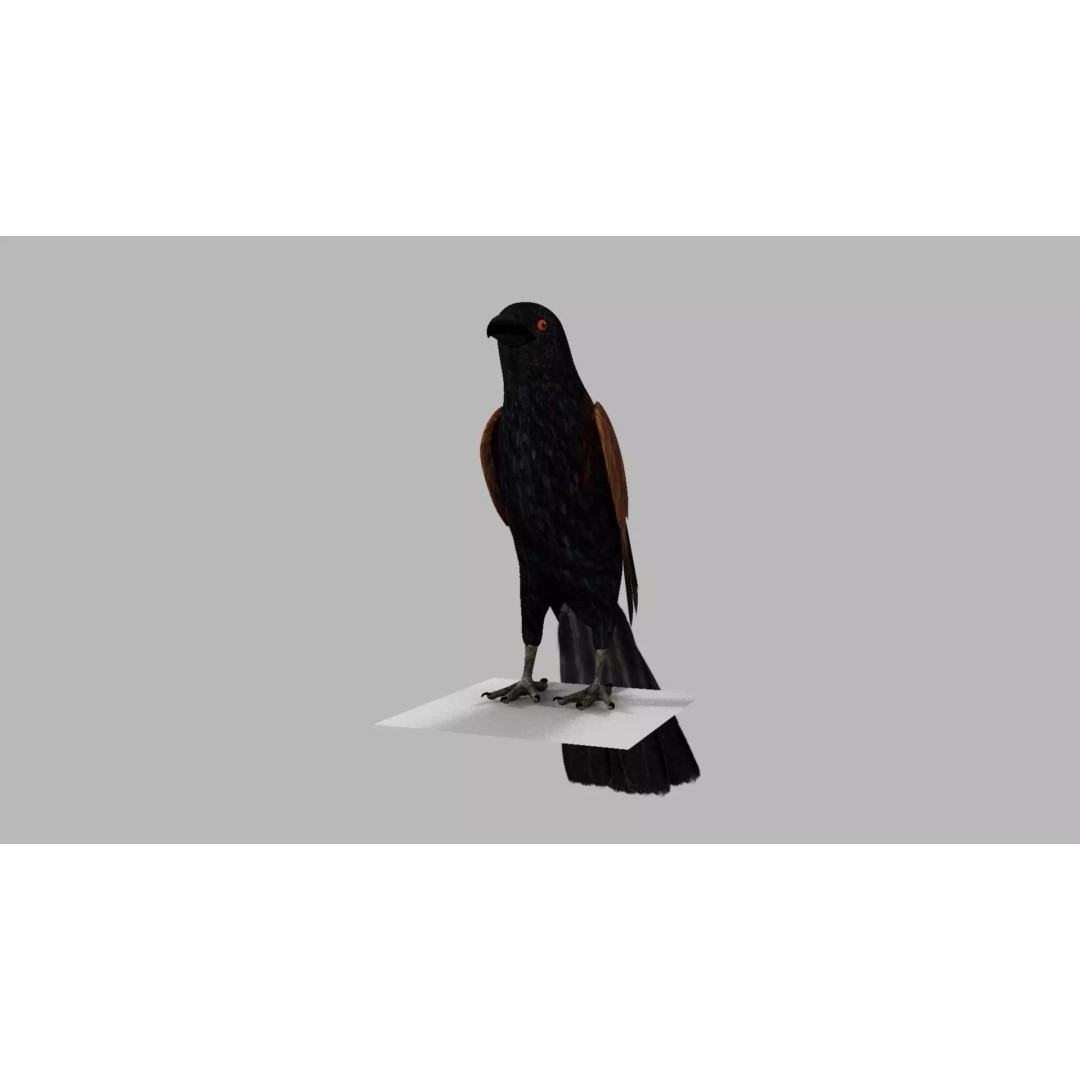 Brown Kokila 3D Model – Realistic Bird Asset with PBR Textures - View 35