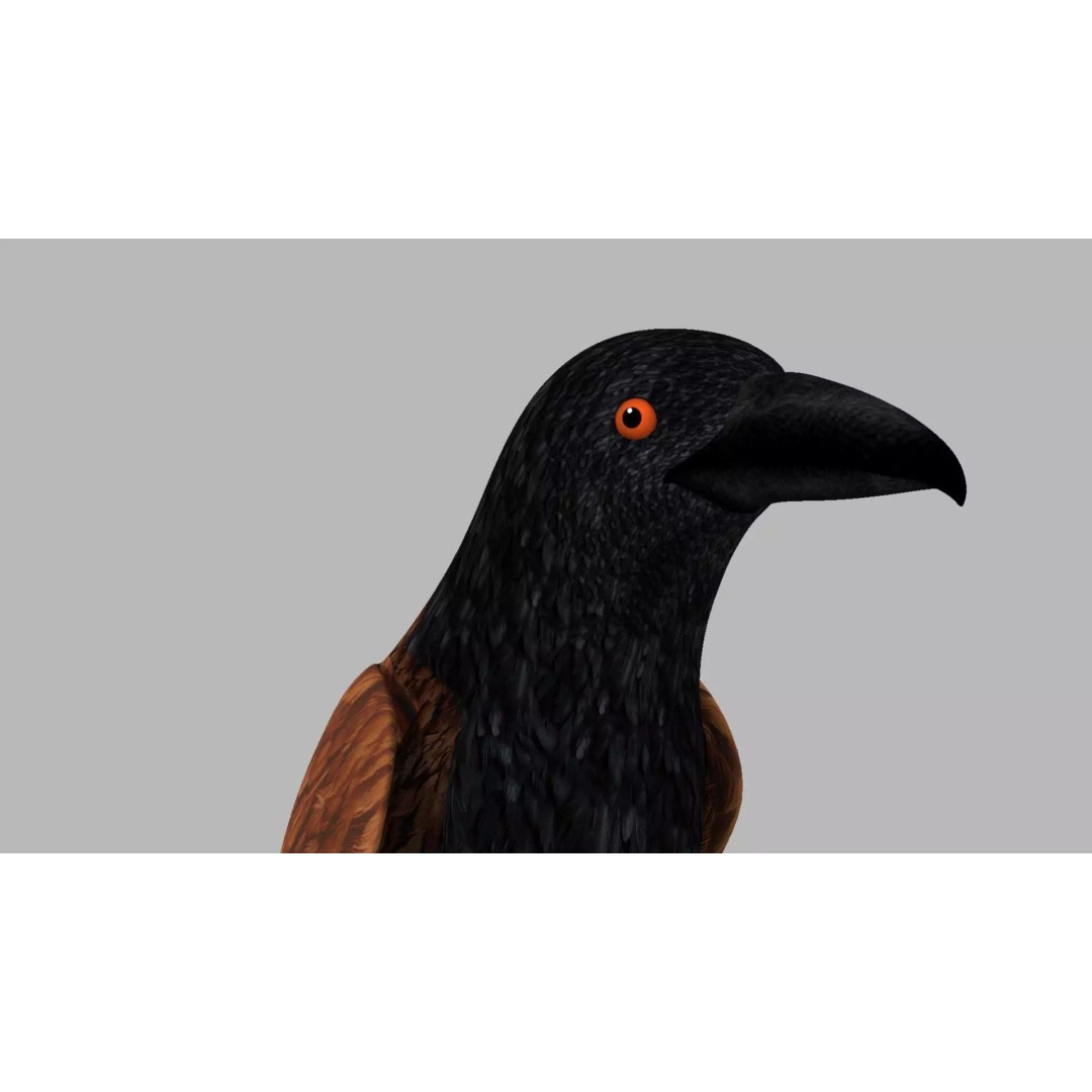 Brown Kokila 3D Model – Realistic Bird Asset with PBR Textures - View 4