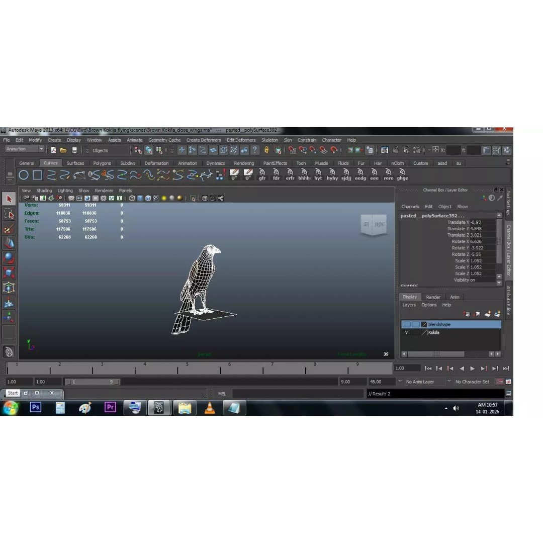 Brown Kokila 3D Model – Realistic Bird Asset with PBR Textures - View 44