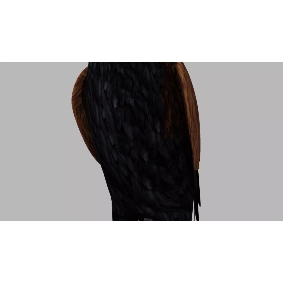 Brown Kokila 3D Model – Realistic Bird Asset with PBR Textures - View 46