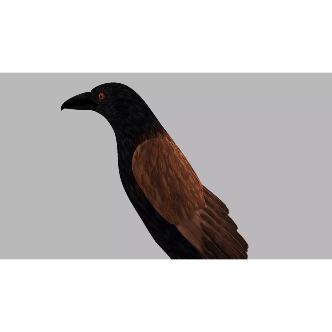 Brown Kokila 3D Model – Realistic Bird Asset with PBR Textures - View 47