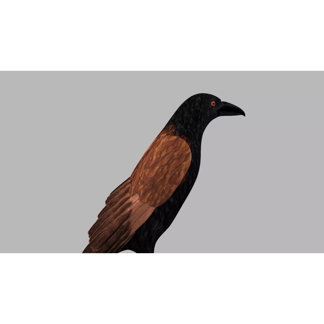 Brown Kokila 3D Model – Realistic Bird Asset with PBR Textures - View 48