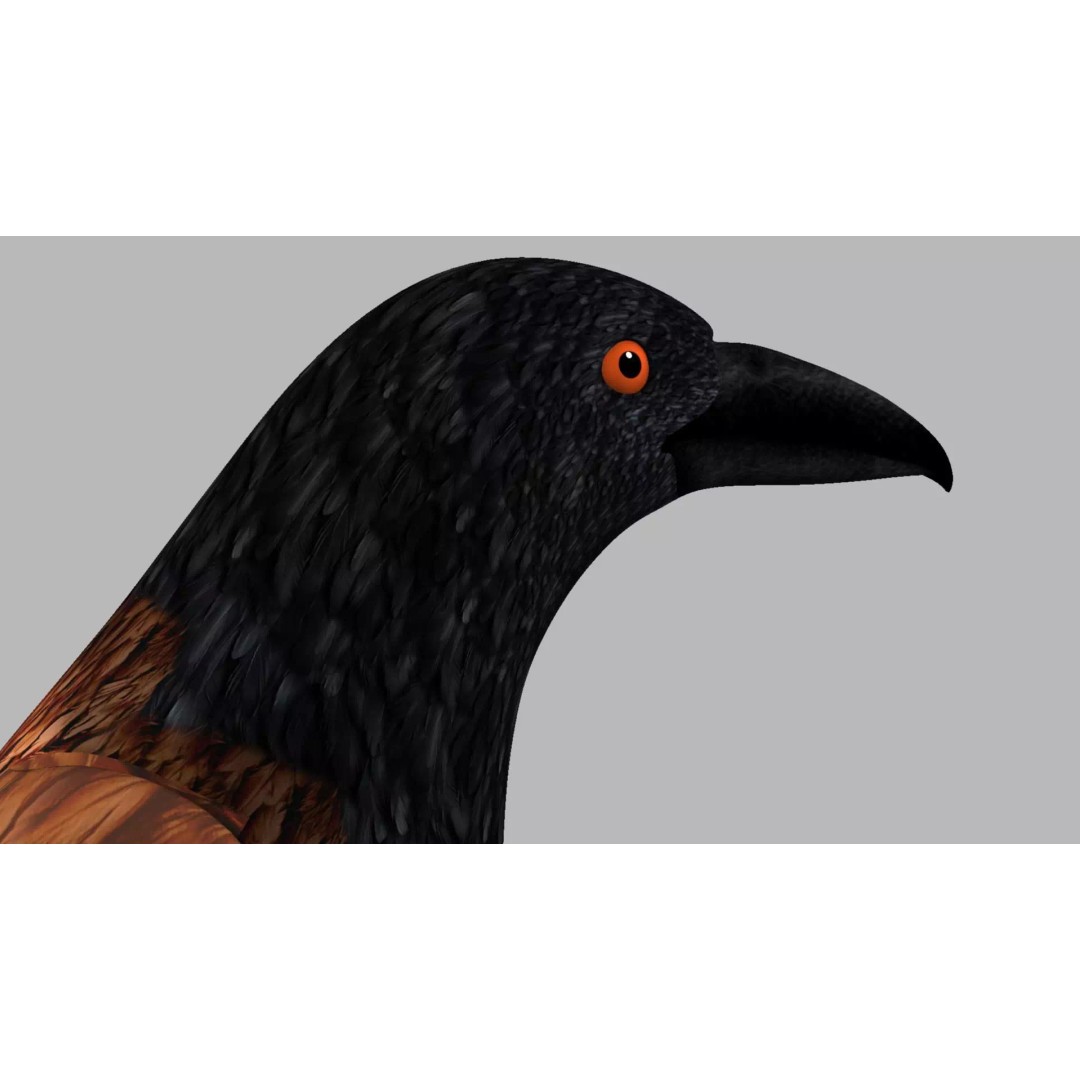 Brown Kokila 3D Model – Realistic Bird Asset with PBR Textures - View 49