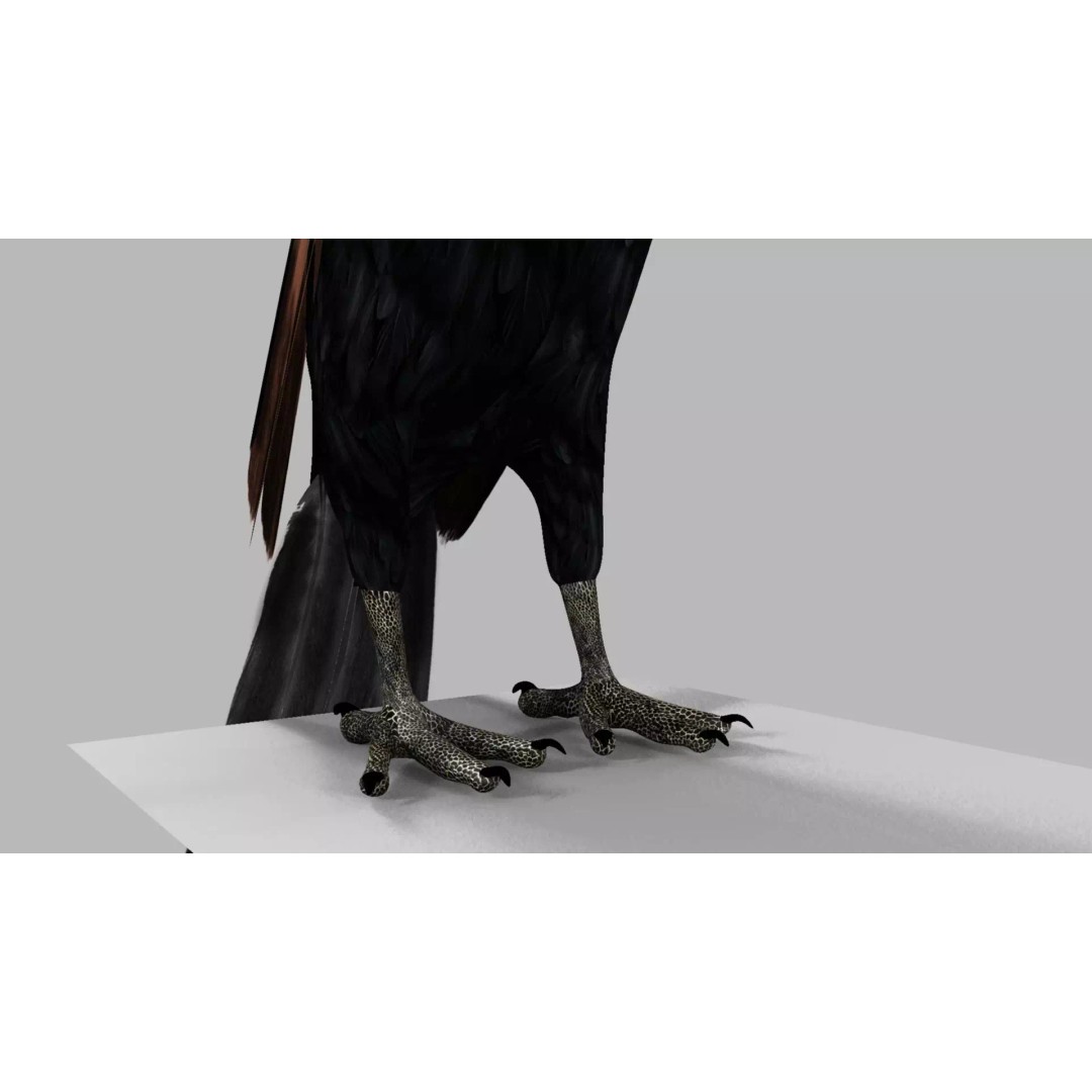 Brown Kokila 3D Model – Realistic Bird Asset with PBR Textures - View 5