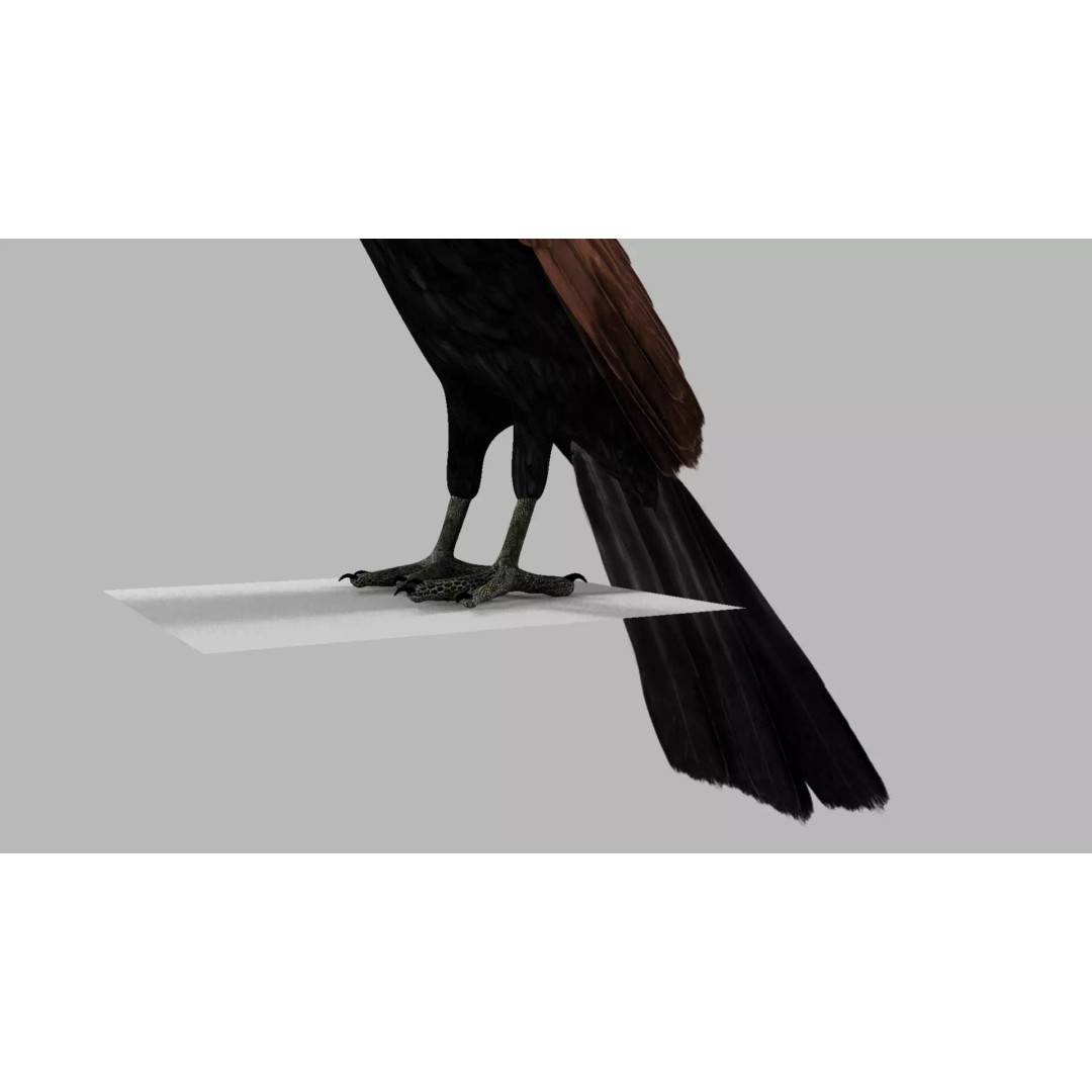 Brown Kokila 3D Model – Realistic Bird Asset with PBR Textures - View 6