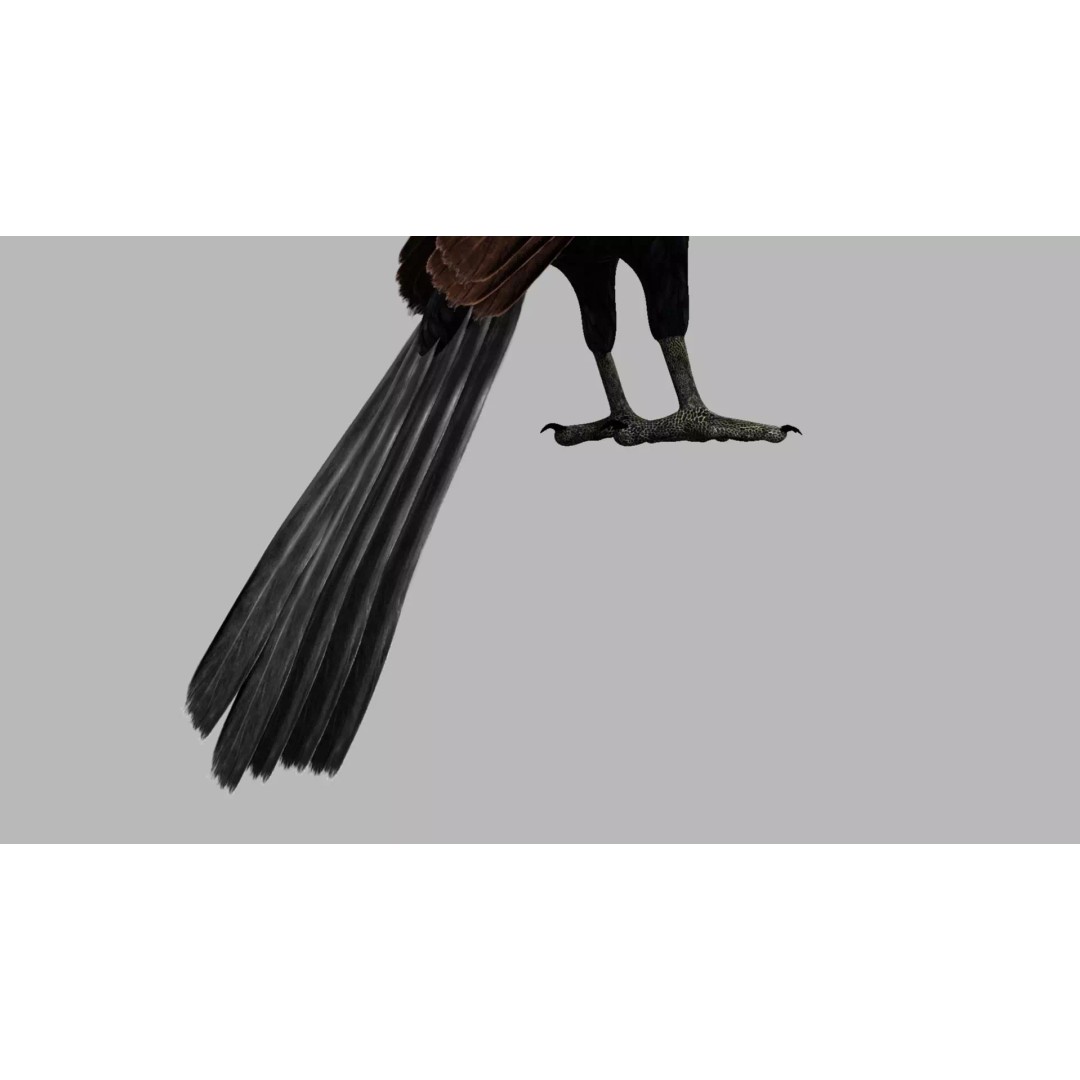 Brown Kokila 3D Model – Realistic Bird Asset with PBR Textures - View 7