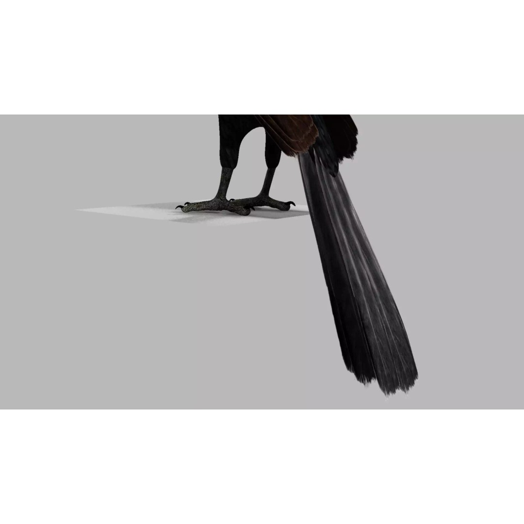 Brown Kokila 3D Model – Realistic Bird Asset with PBR Textures - View 8