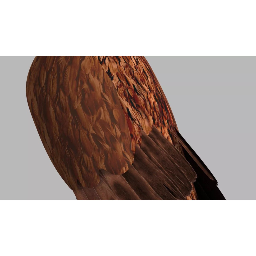Brown Kokila 3D Model – Realistic Bird Asset with PBR Textures - View 9