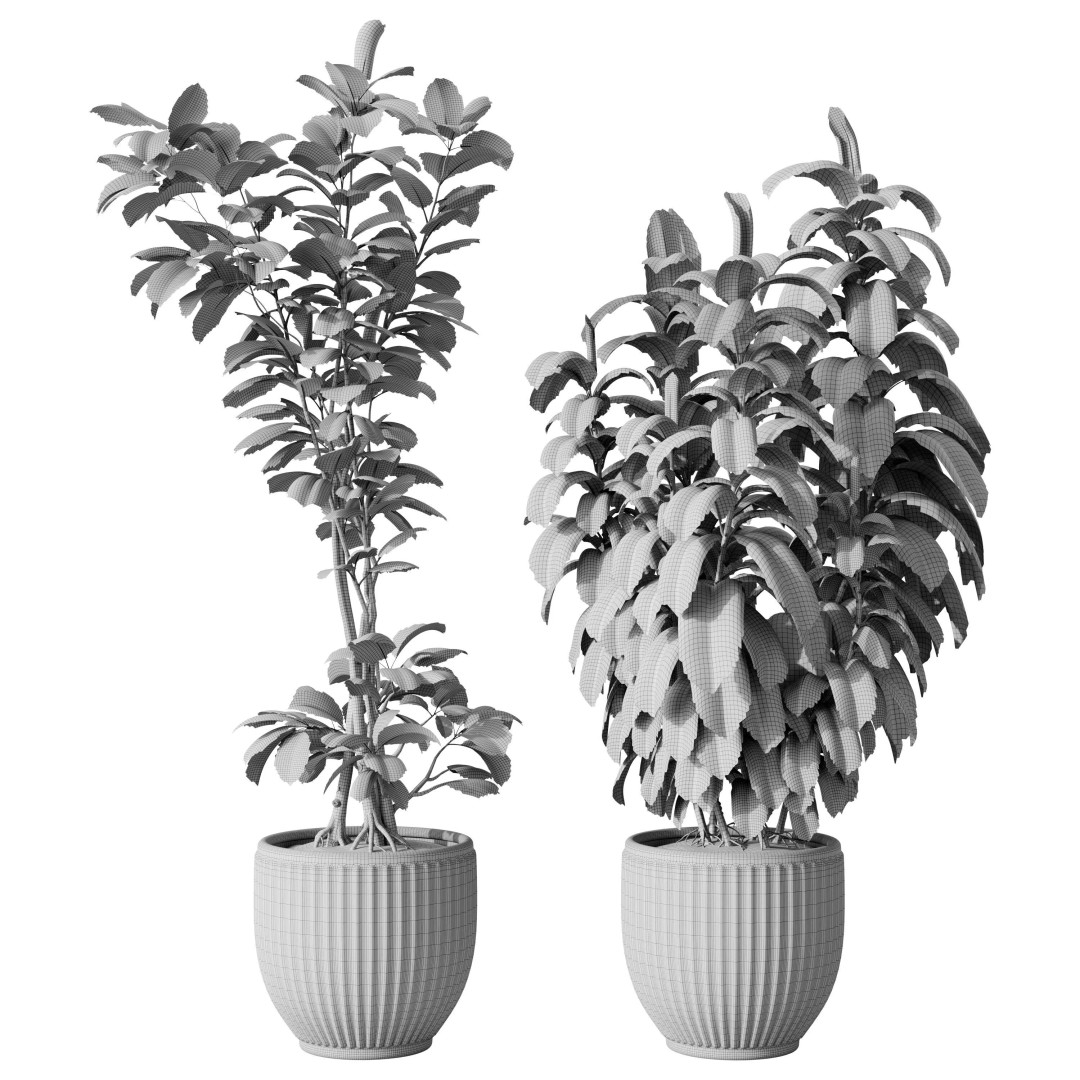 Ficus Plants 3D Model – Realistic Rubber Plant Set, FBX