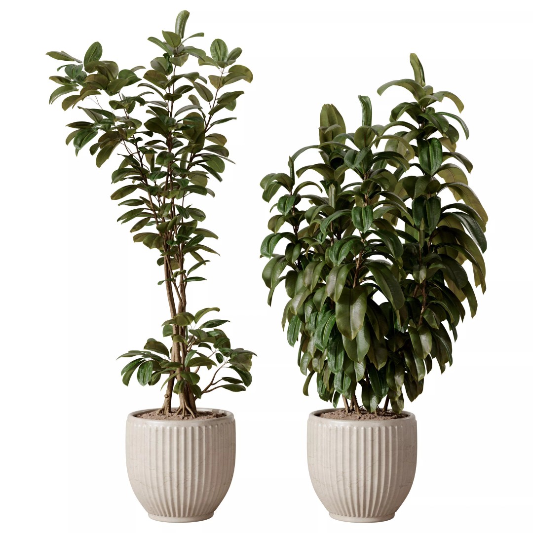 Ficus Plants 3D Model – Realistic Rubber Plant Set, FBX - View 2
