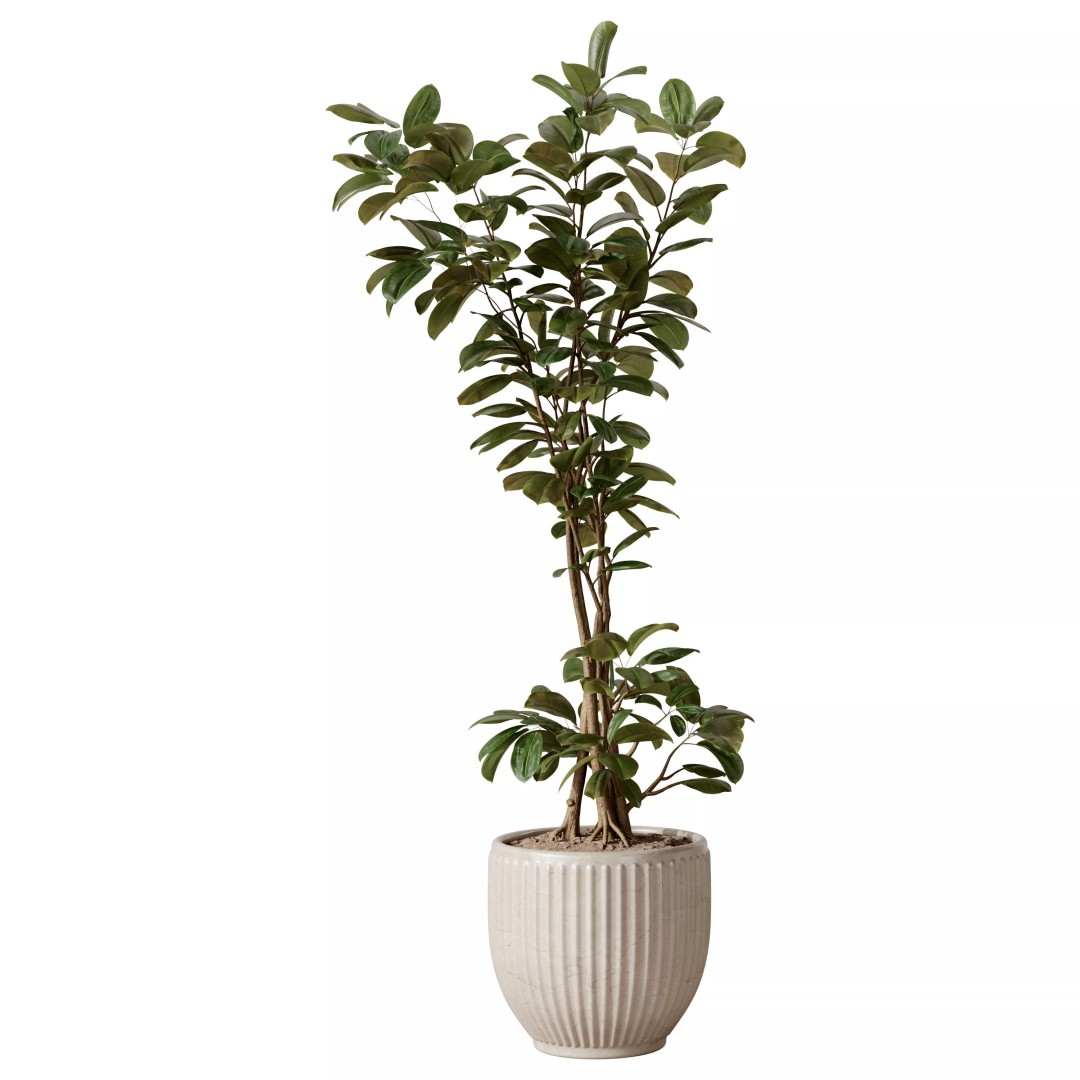 Ficus Plants 3D Model – Realistic Rubber Plant Set, FBX - View 3