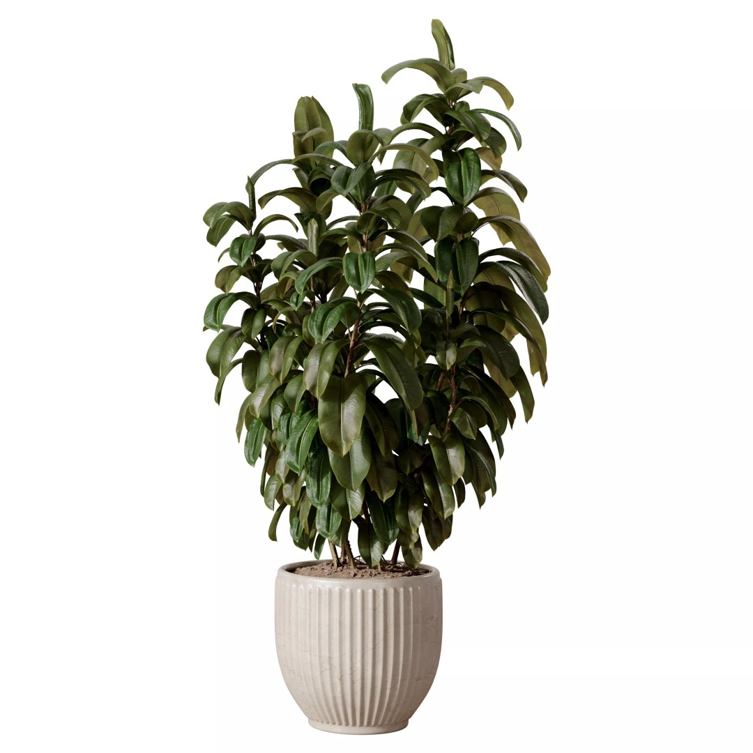 Ficus Plants 3D Model – Realistic Rubber Plant Set, FBX - View 4