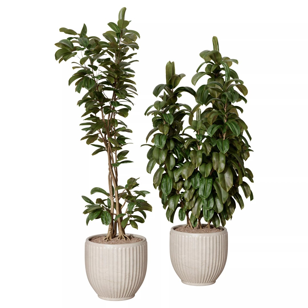 Ficus Plants 3D Model – Realistic Rubber Plant Set, FBX - View 5