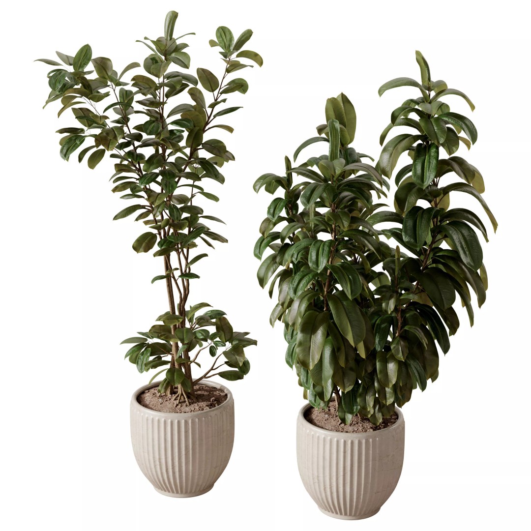 Ficus Plants 3D Model – Realistic Rubber Plant Set, FBX - View 6