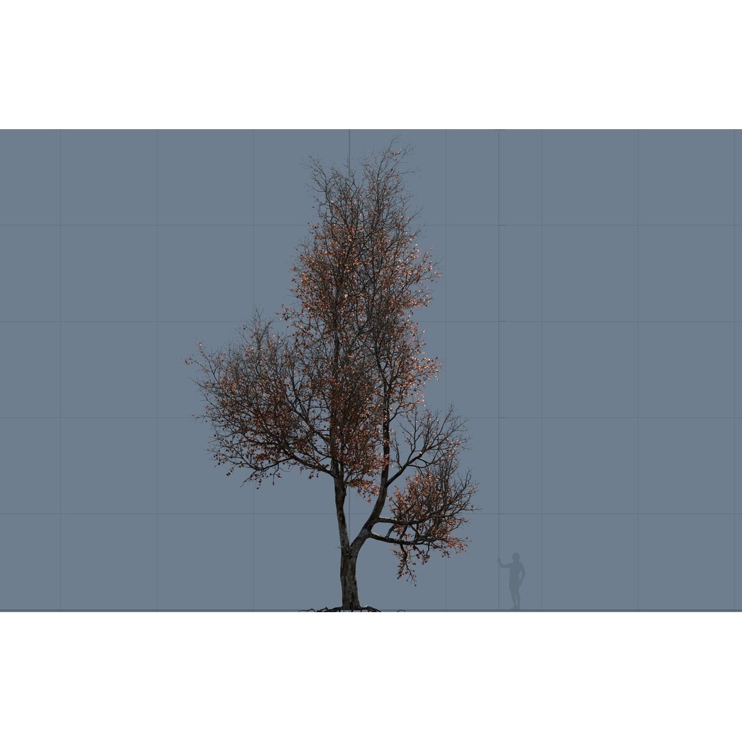 Maple Tree 3D Model – High Quality Seasonal Variants, FBX