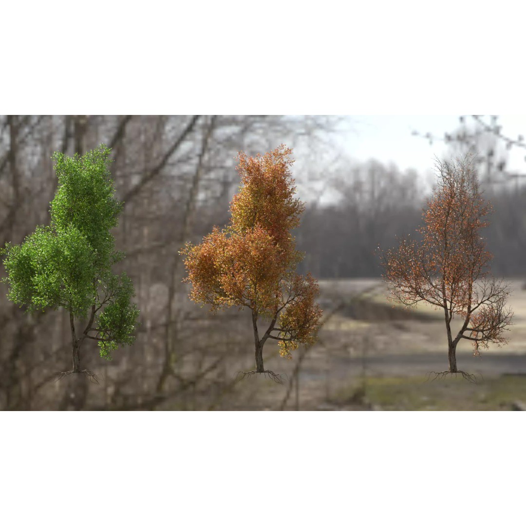Maple Tree 3D Model – High Quality Seasonal Variants, FBX - View 2