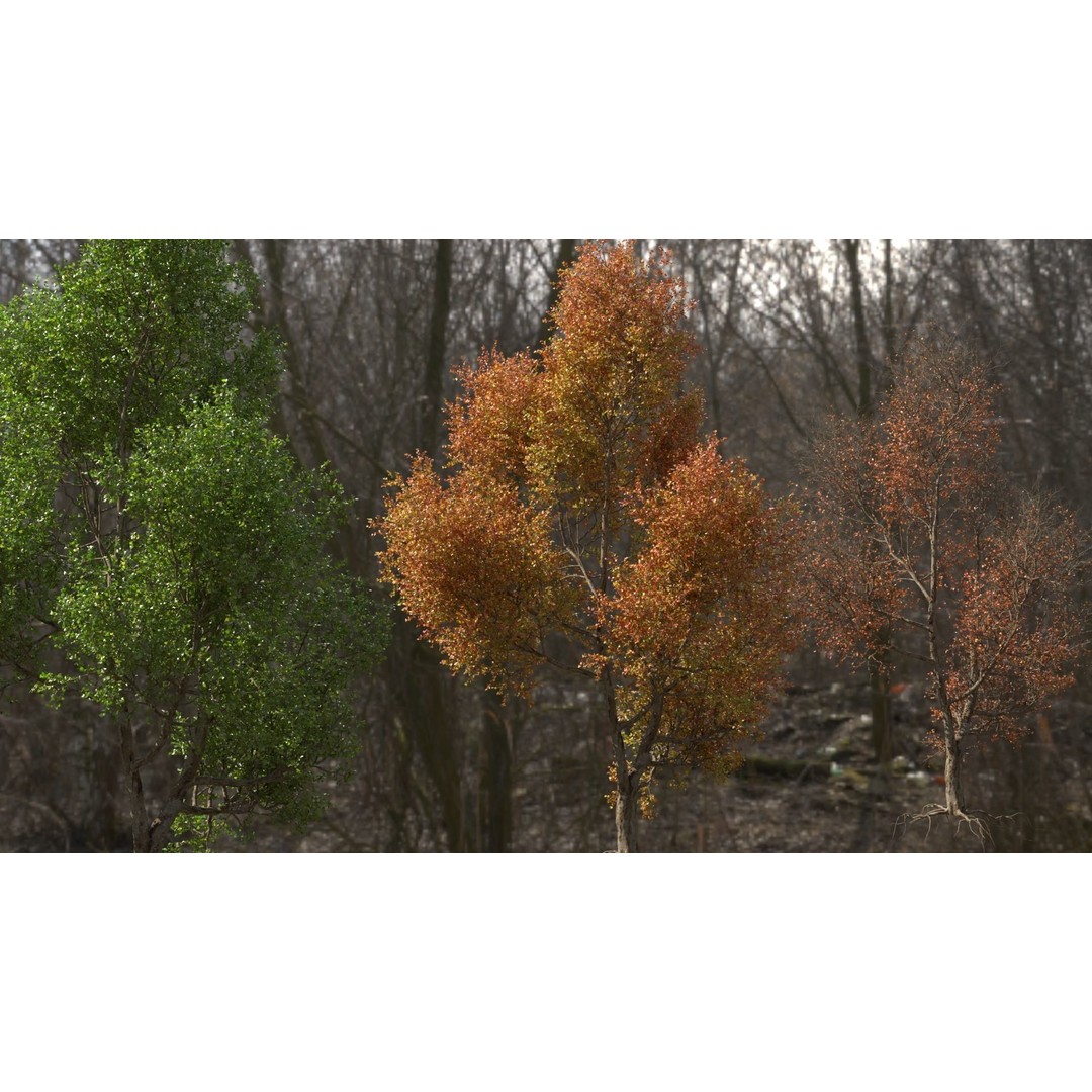 Maple Tree 3D Model – High Quality Seasonal Variants, FBX - View 3