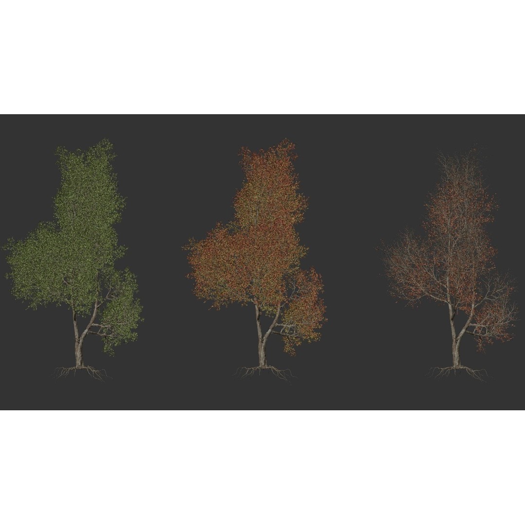 Maple Tree 3D Model – High Quality Seasonal Variants, FBX - View 4