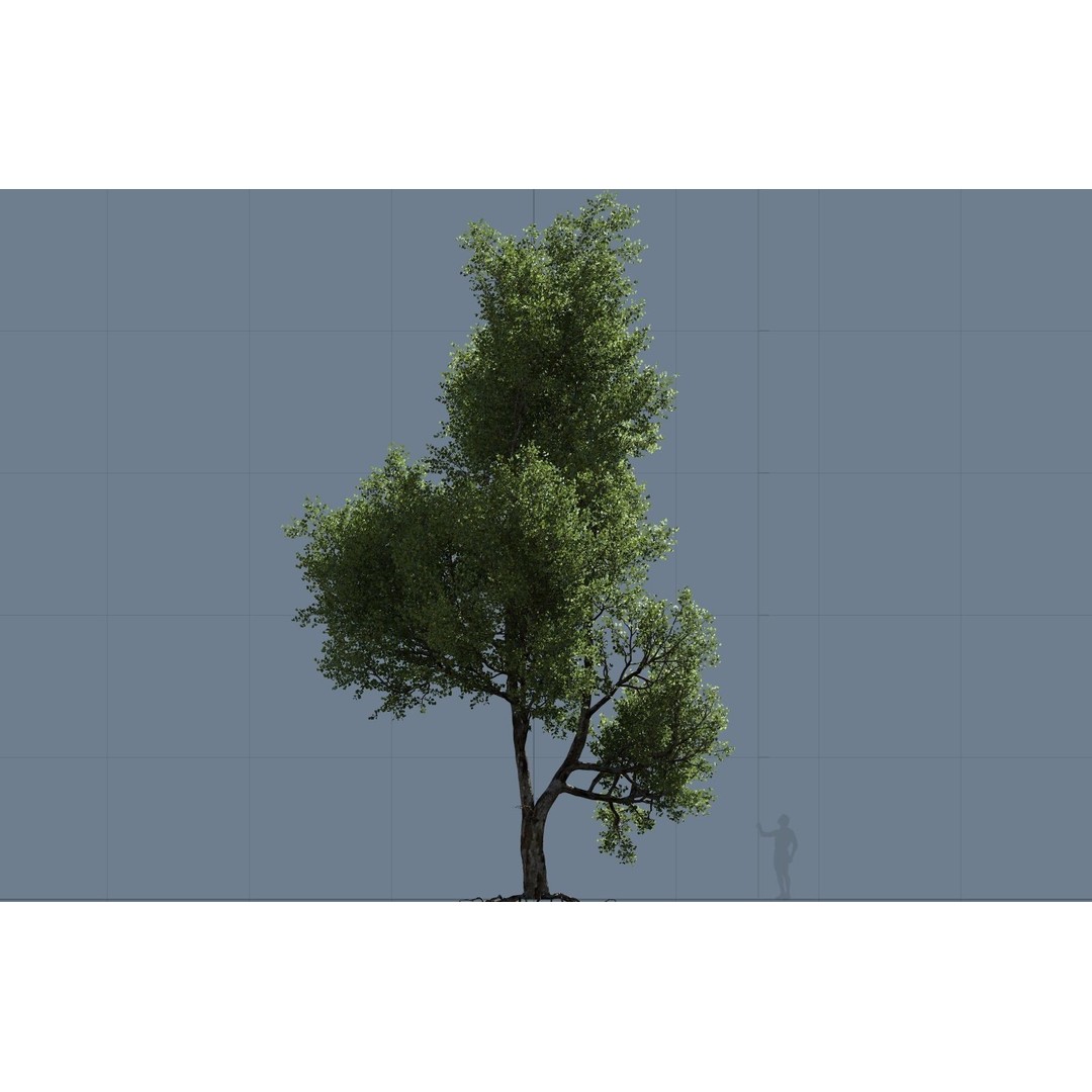 Maple Tree 3D Model – High Quality Seasonal Variants, FBX - View 7