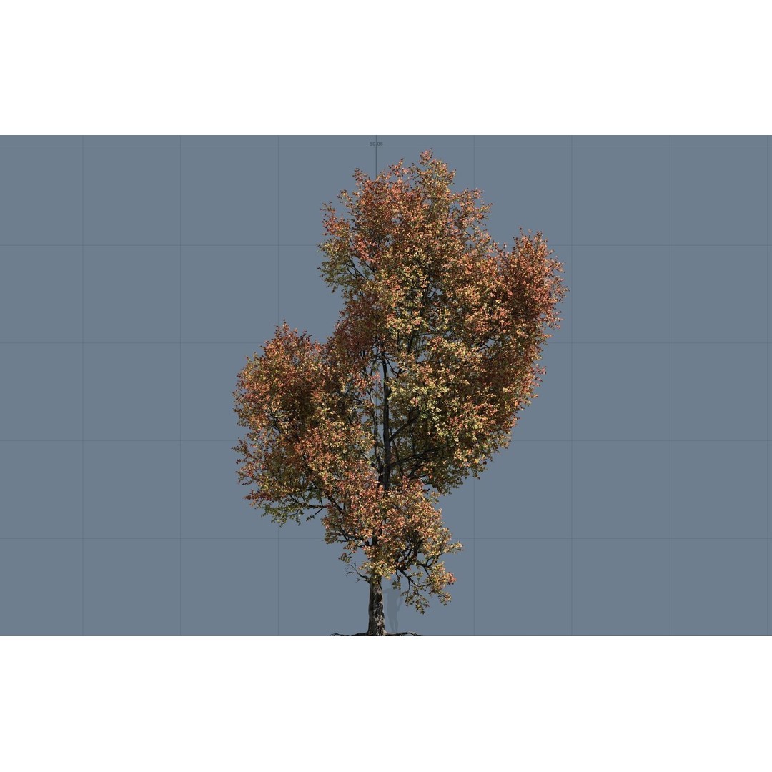 Maple Tree 3D Model – High Quality Seasonal Variants, FBX - View 8