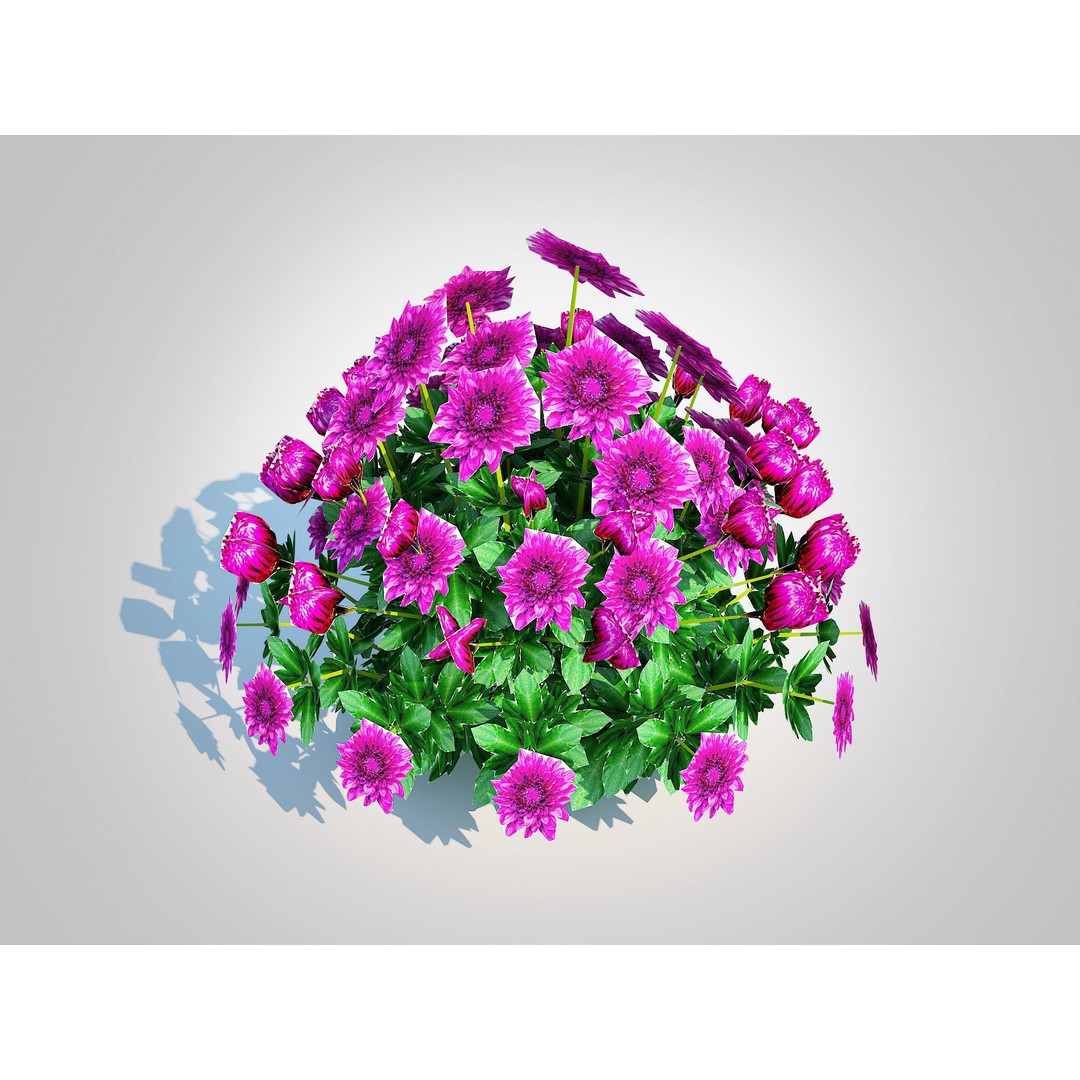 Chrysanthemum 3D Model – Hardy Mum Purple, Game Ready, FBX - View 3