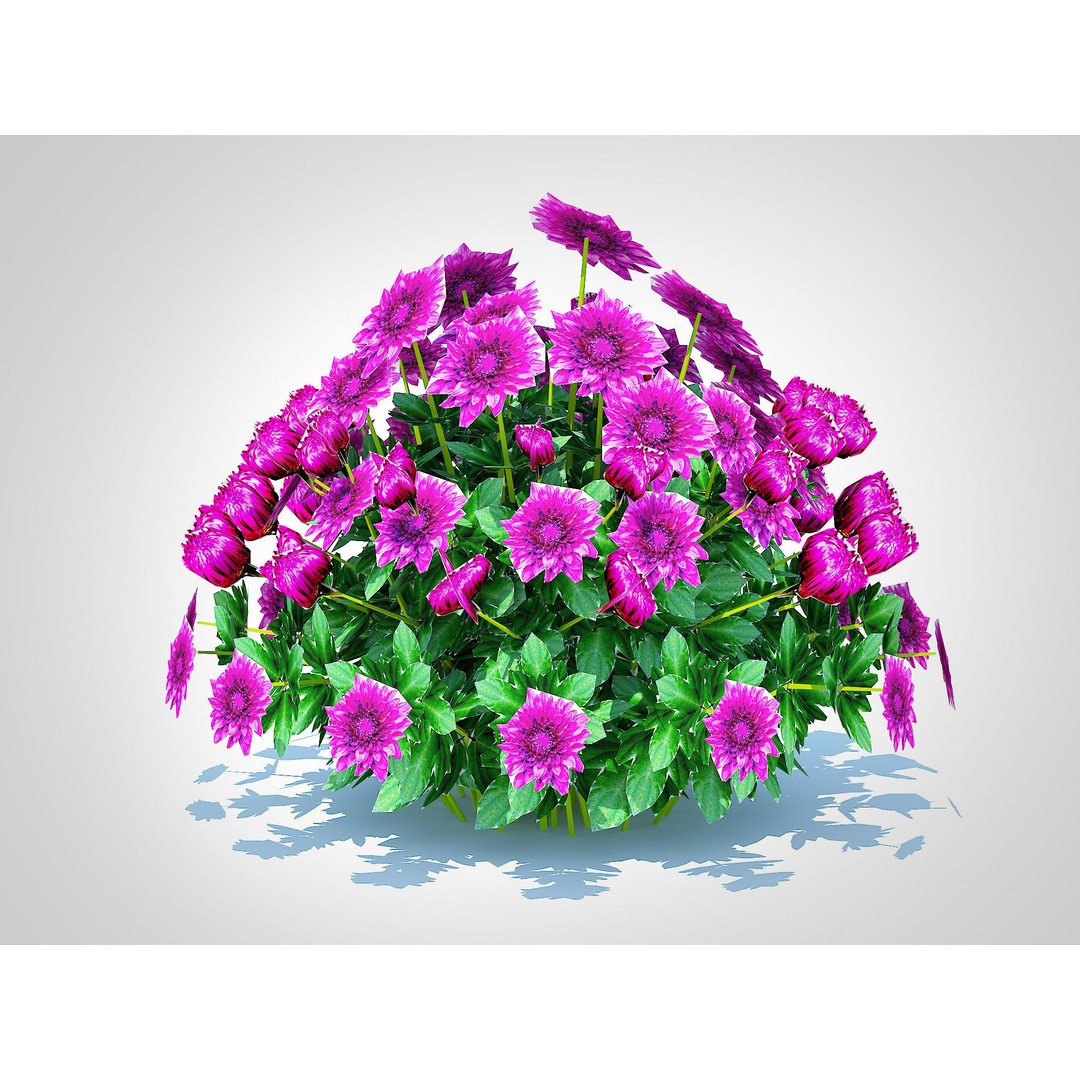 Chrysanthemum 3D Model – Hardy Mum Purple, Game Ready, FBX - View 4