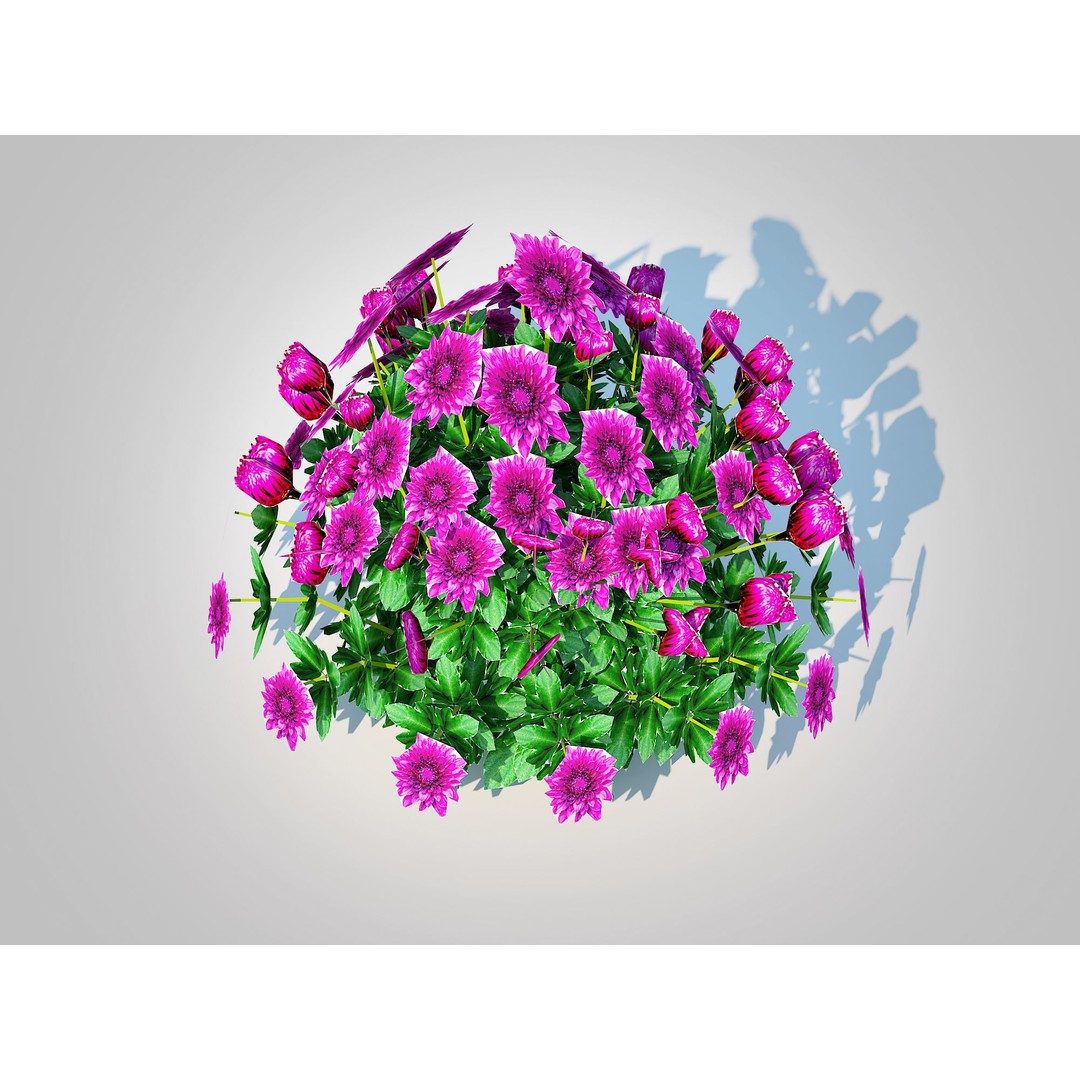 Chrysanthemum 3D Model – Hardy Mum Purple, Game Ready, FBX - View 5