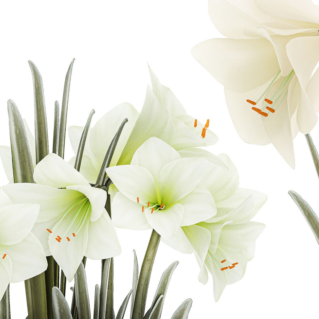 Hippeastrum Bouquet 3D Model – Modern White Floral Arrangement, FBX - View 9