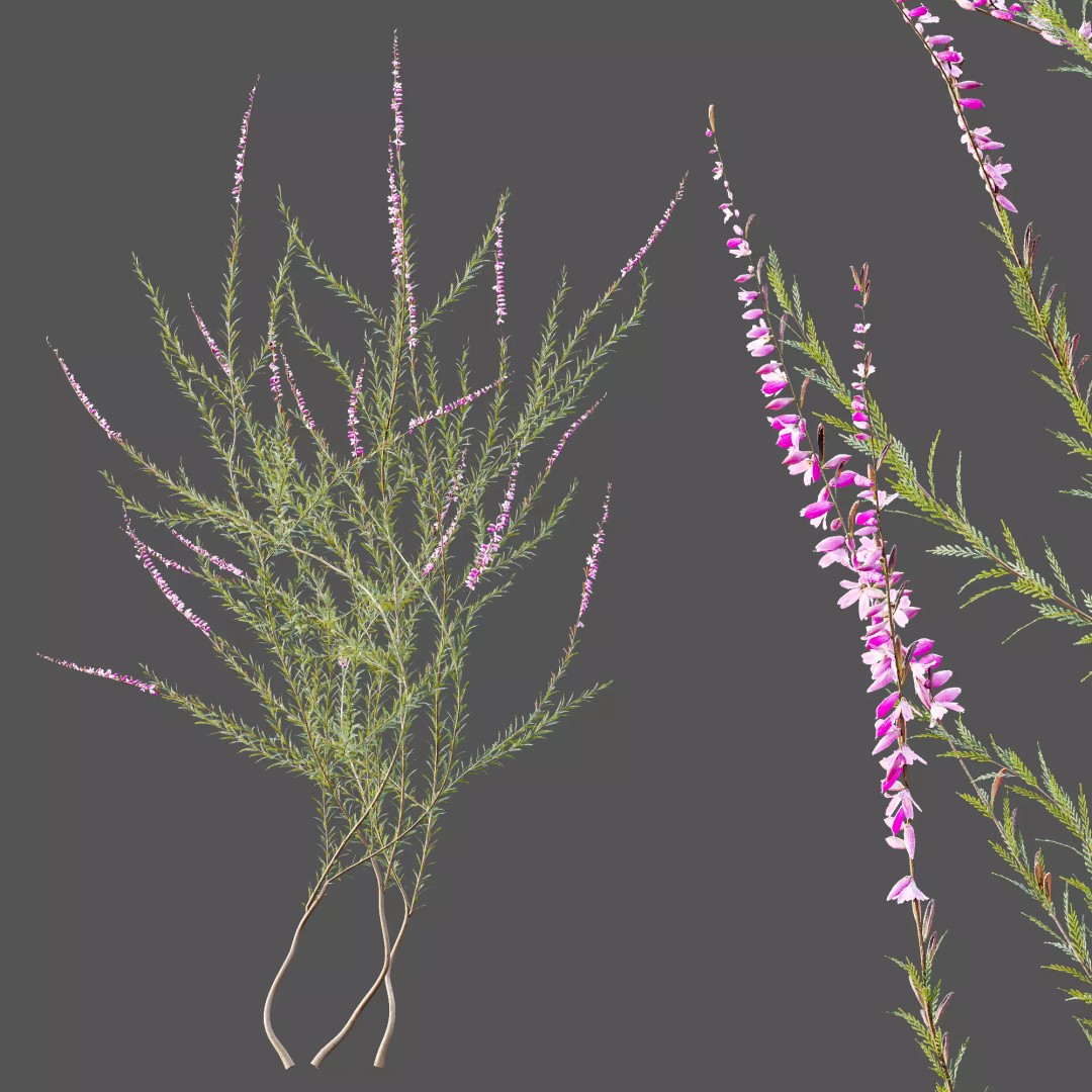 Purple Heather Bush 3D Model – High Poly PBR Plant Asset, FBX, OBJ - View 10