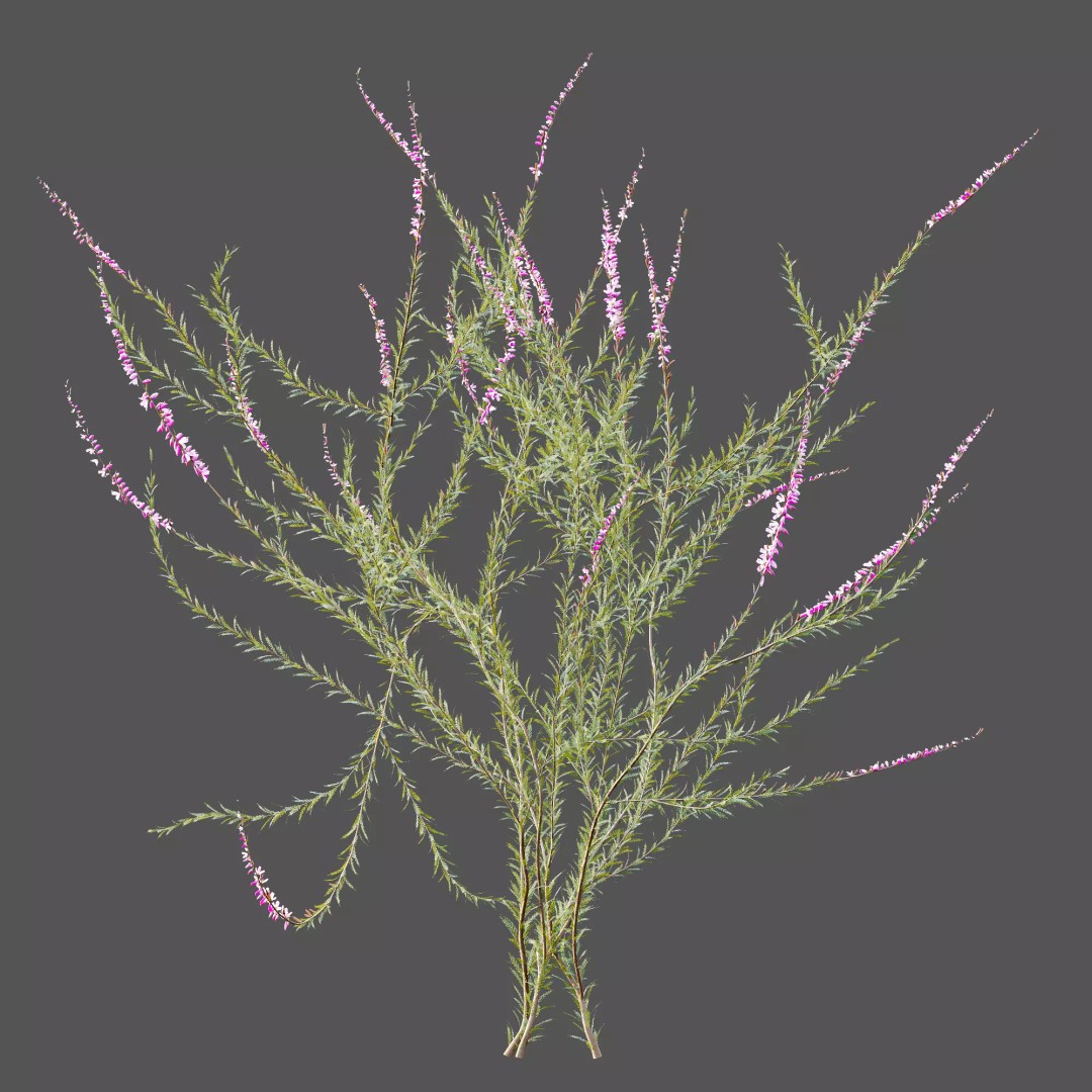 Purple Heather Bush 3D Model – High Poly PBR Plant Asset, FBX, OBJ - View 11