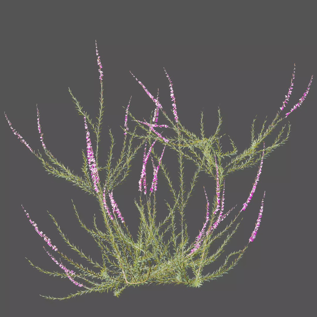 Purple Heather Bush 3D Model – High Poly PBR Plant Asset, FBX, OBJ - View 12