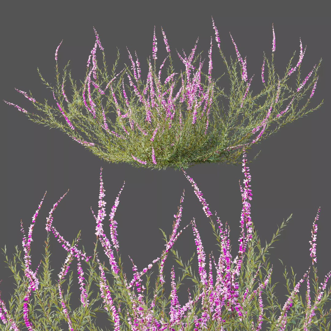 Purple Heather Bush 3D Model – High Poly PBR Plant Asset, FBX, OBJ - View 13