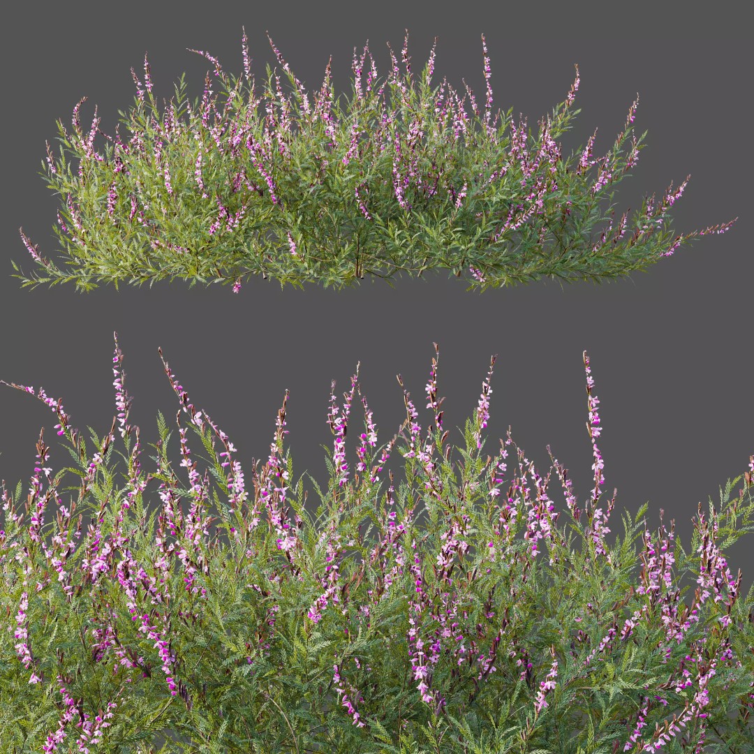 Purple Heather Bush 3D Model – High Poly PBR Plant Asset, FBX, OBJ - View 14
