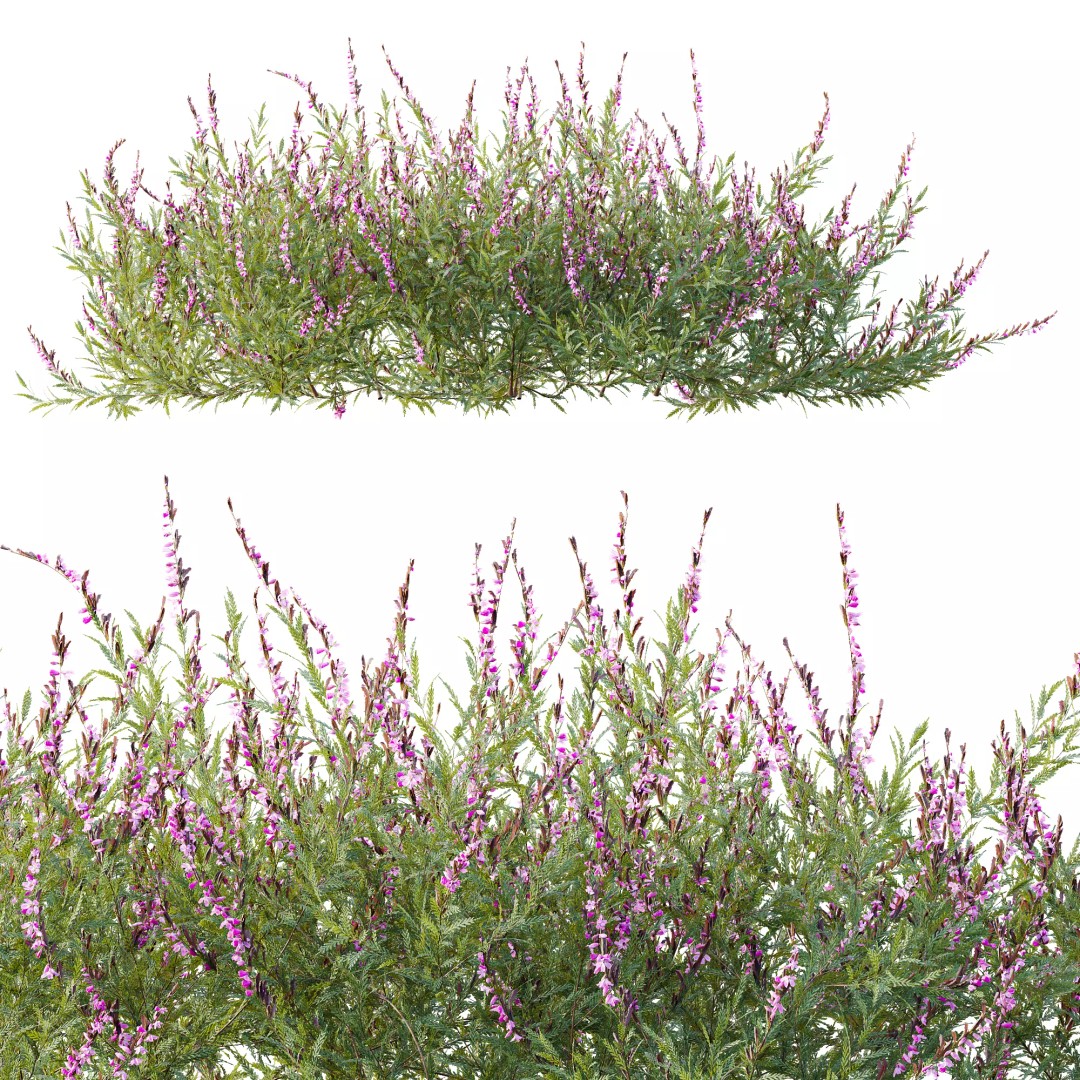 Purple Heather Bush 3D Model – High Poly PBR Plant Asset, FBX, OBJ - View 15