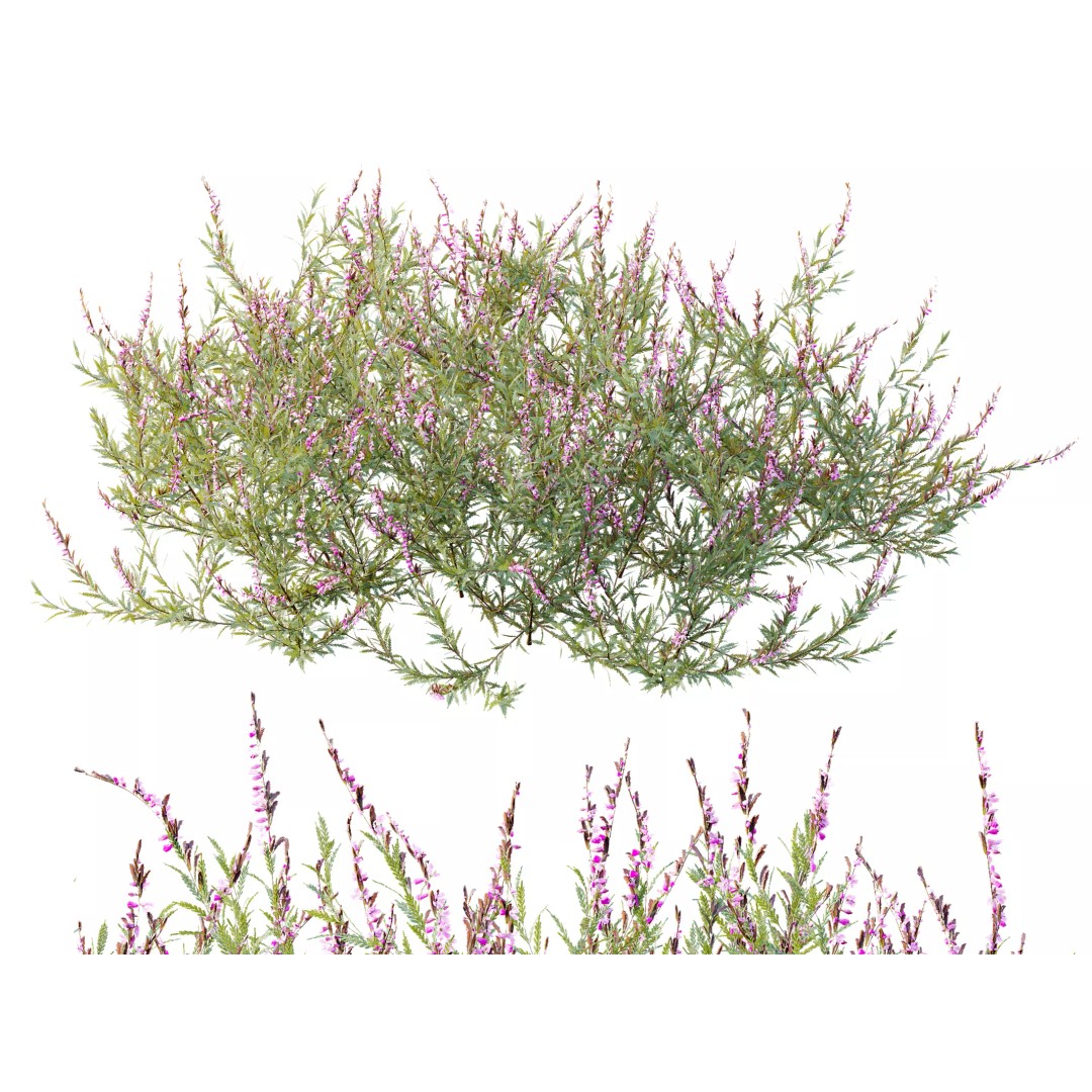Purple Heather Bush 3D Model – High Poly PBR Plant Asset, FBX, OBJ - View 2