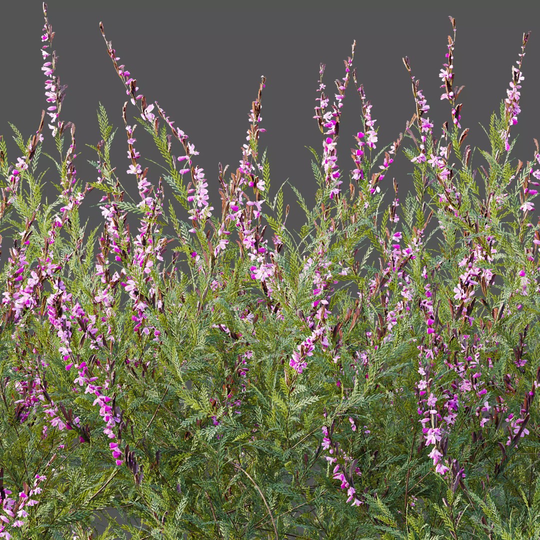 Purple Heather Bush 3D Model – High Poly PBR Plant Asset, FBX, OBJ - View 3
